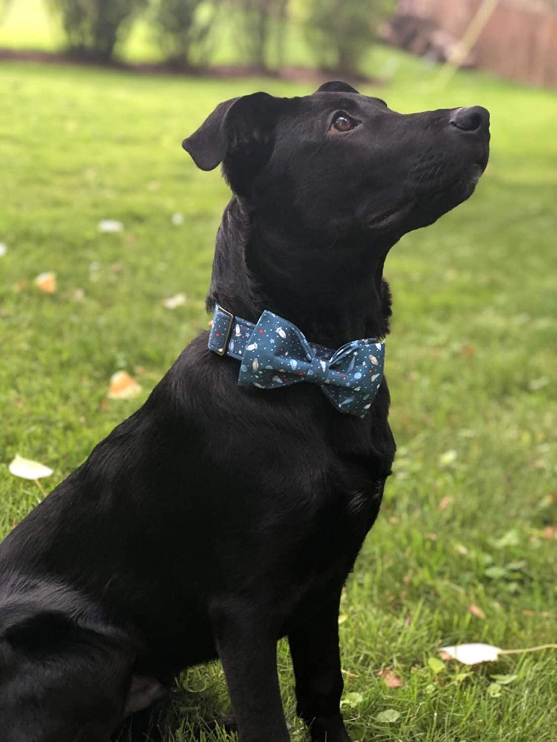 Elegant Bowtie Dog Collar for Small, Medium, and Large Dogs and Cats - Adjustable Cotton and Webbing Design